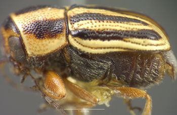Media type: image;   Entomology 4291 Aspect: habitus lateral view